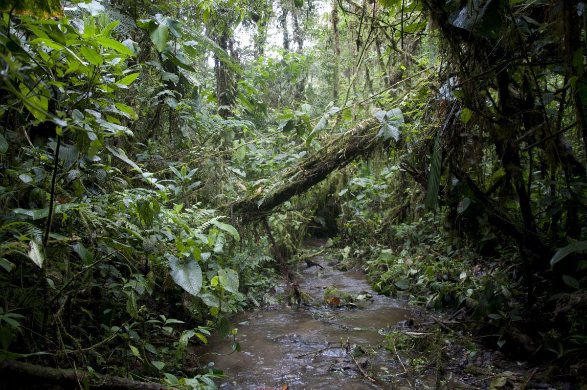 Hiking Bellavista to the Waterfall Trail | ©Angela Drake