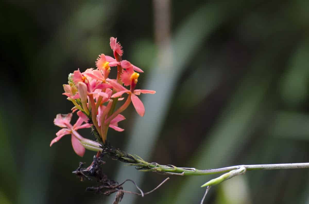 Primer plano de una preciosa orquídea silvestre; Reserva Bellavista, Tandayapa, Ecuador | ©Angela Drake Primer plano de una preciosa orquídea silvestre; Reserva Bellavista, Tandayapa, Ecuador | ©Angela Drake
