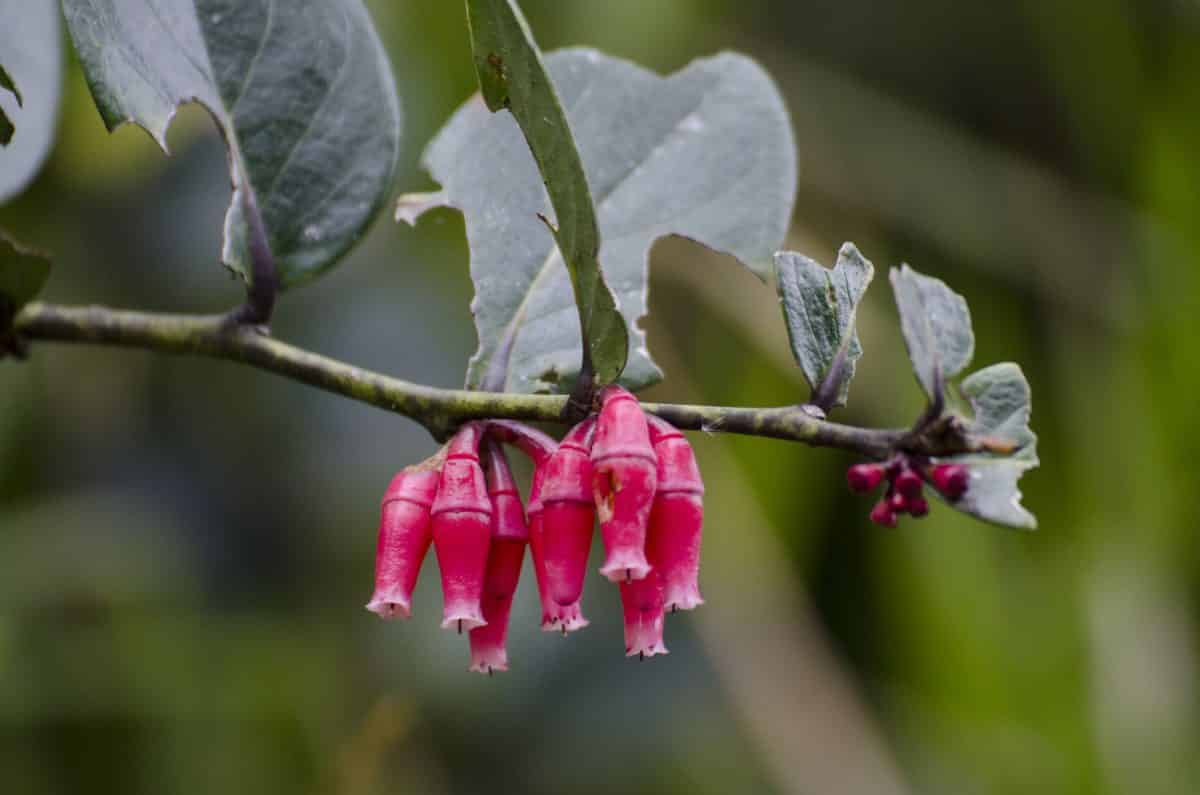 Una variedad de aretes incas - hay muchas más; Reserva Bellavista, Ecuador | ©Angela Drake Una variedad de aretes incas - hay muchas más; Reserva Bellavista, Ecuador | ©Angela Drake