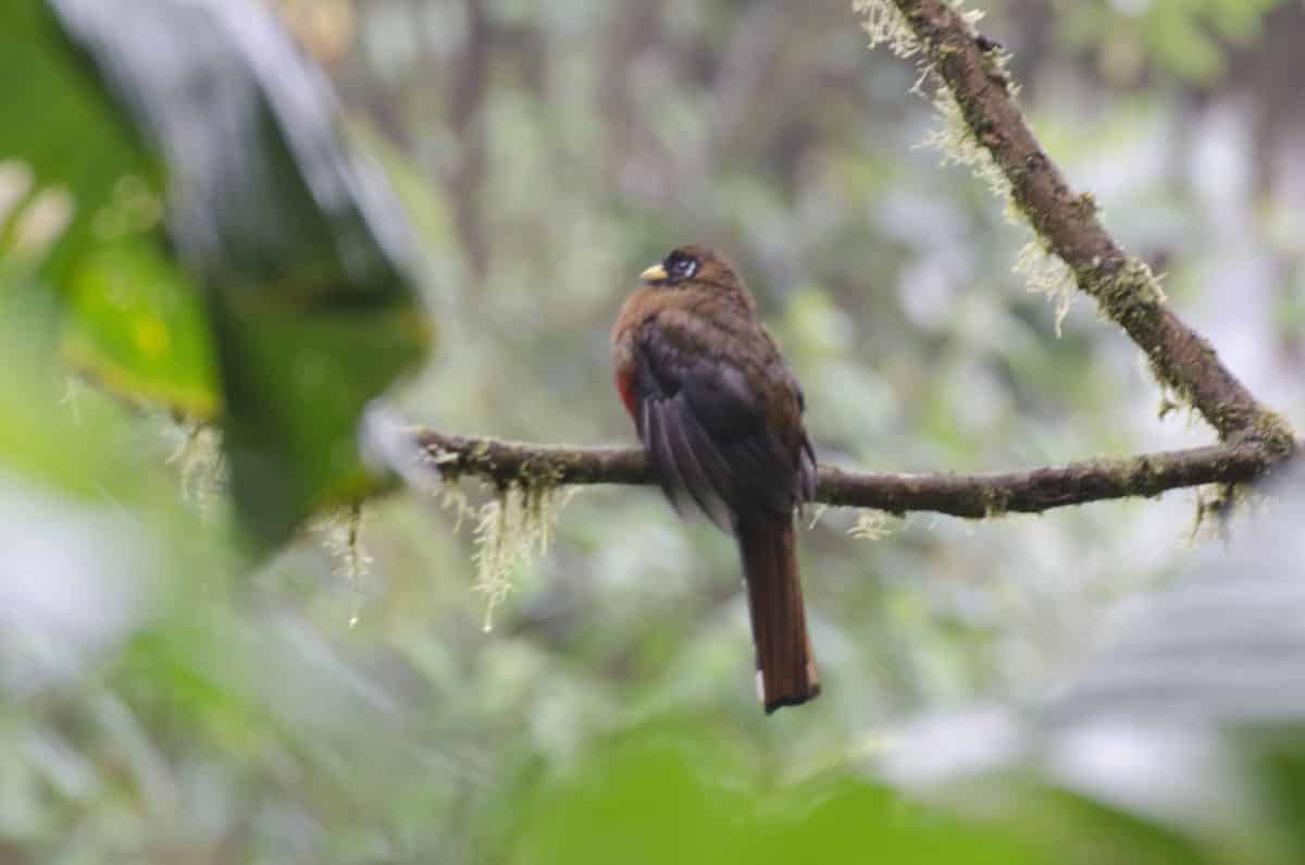 Trogón enmascarado hembra; Reserva Bellavista, Tandayapa, Ecuador | ©Angela Drake Trogón enmascarado hembra; Reserva Bellavista, Tandayapa, Ecuador | ©Angela Drake