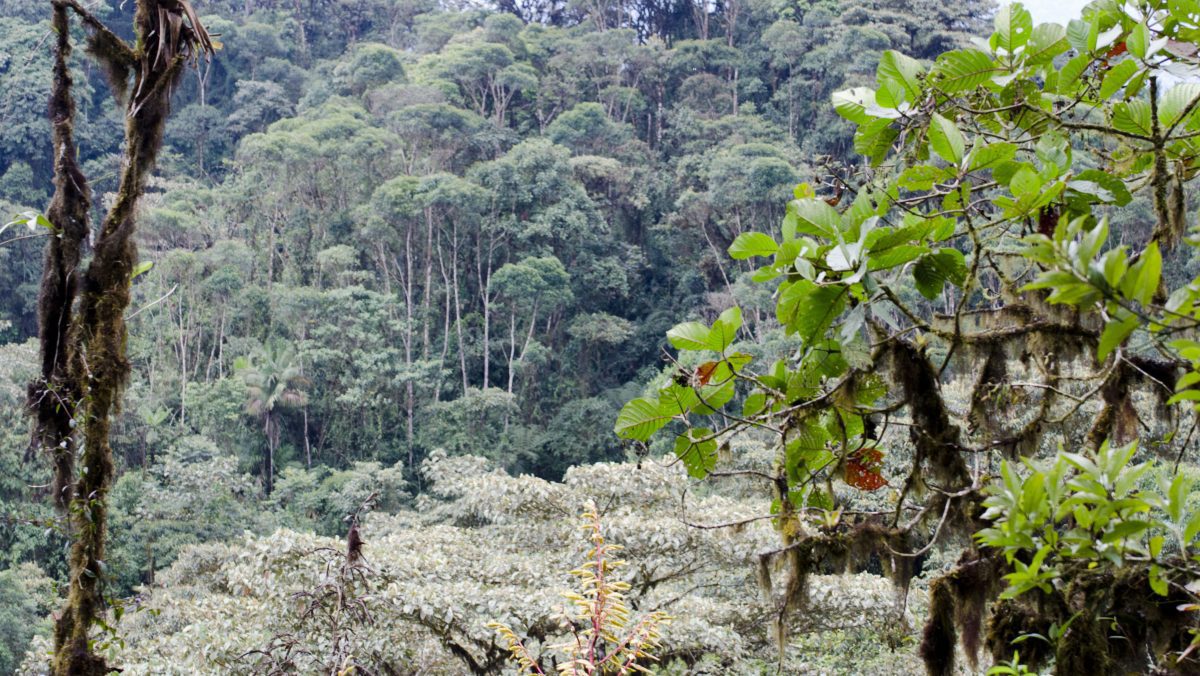 Mirando hacia el bosque primario desde una abertura en el sendero; Reserva Bellavista, Tandayapa, Ecuador | ©Angela Drake Mirando hacia el bosque primario desde una abertura en el sendero; Reserva Bellavista, Tandayapa, Ecuador | ©Angela Drake