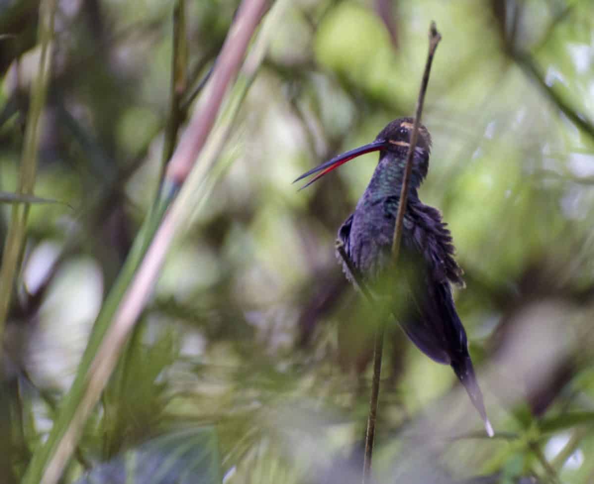 Ermitaño Bigotudo Blanco, Mindo, Ecuador | ©Ángela Drake