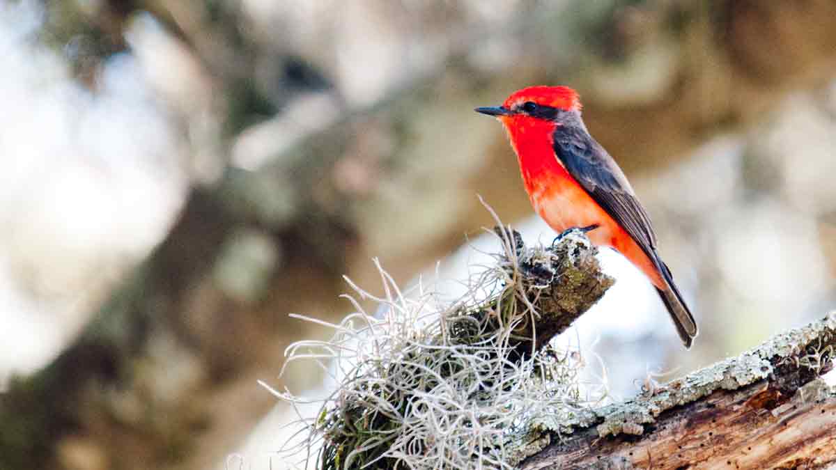 Experimente el desierto seco cerca de Quito