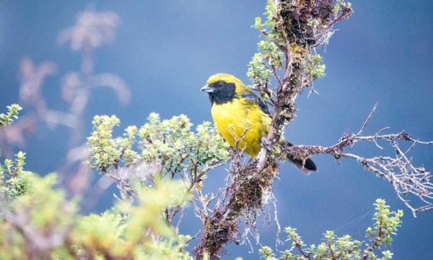 4 grandes lugares para la observación de aves en Papallacta, Ecuador