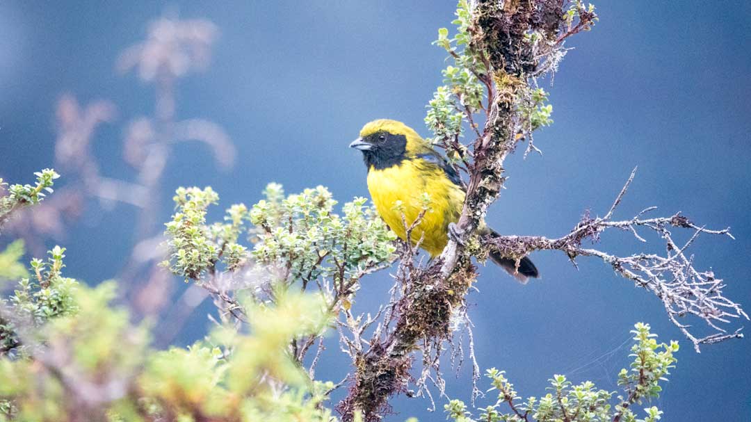 Una rara tangara de montaña enmascarada; Parque Nacional Coca Cayambe, Entrada Papallacta, Ecuador | ©Ángela Drake