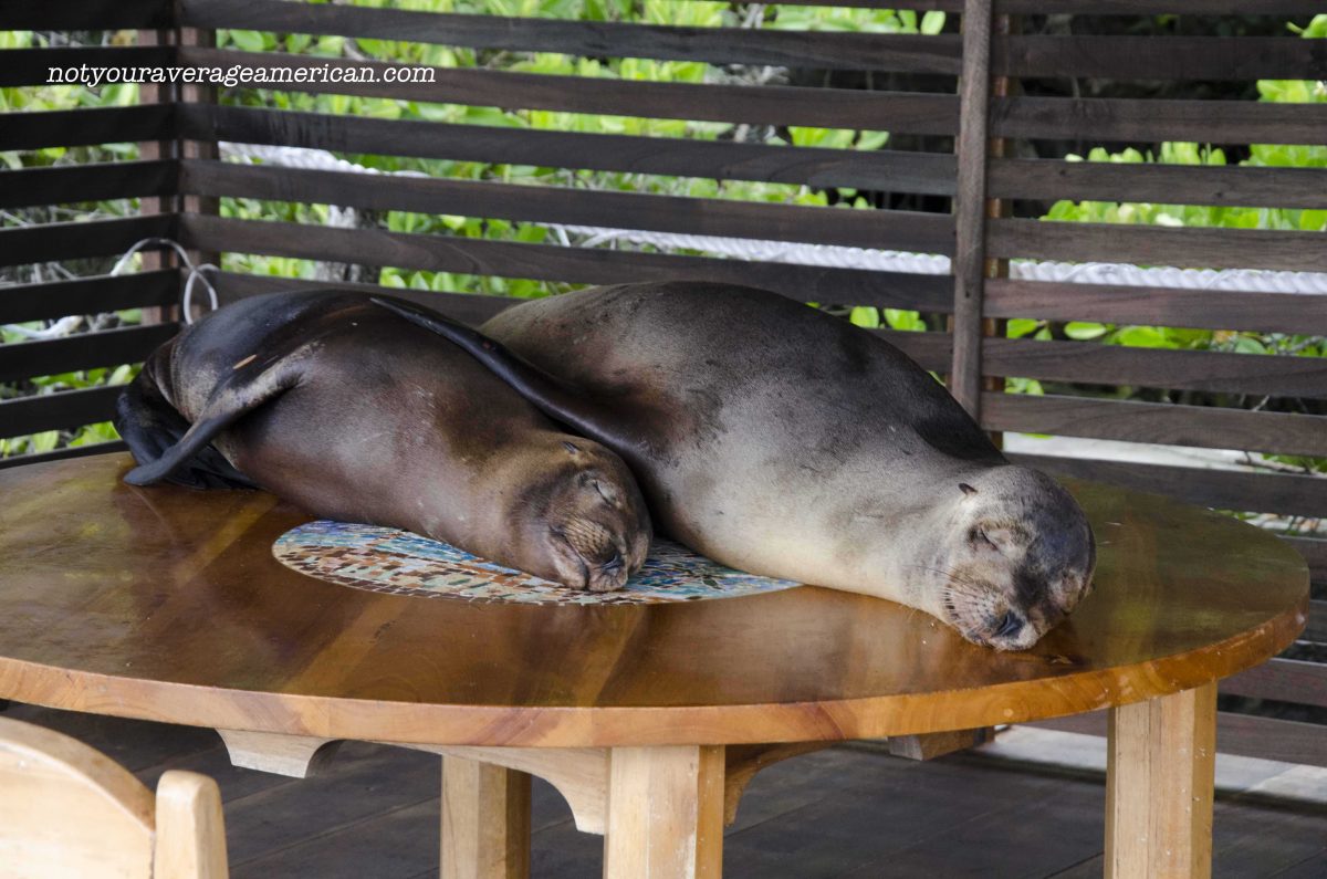 Sea Lions Take Over Hotel in the Galapagos