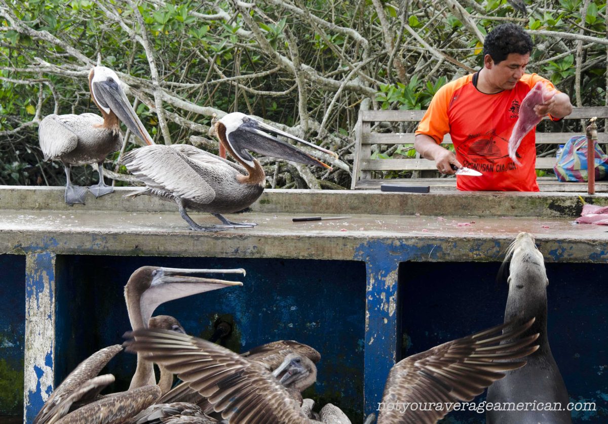 Feeding Frenzy at Galapagos Fish Market