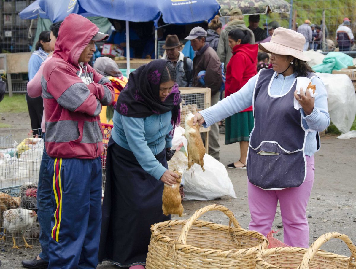 Qué esperar en el Mercado de Animales de Otavalo
