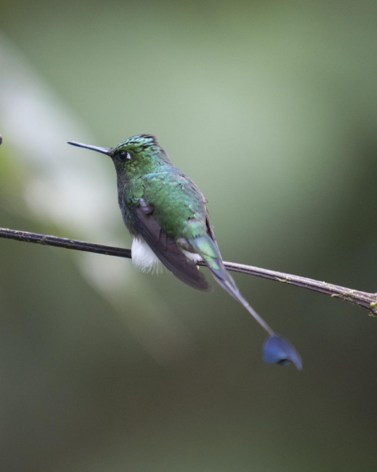 ¿Dónde encontramos a los colibríes en Ecuador?