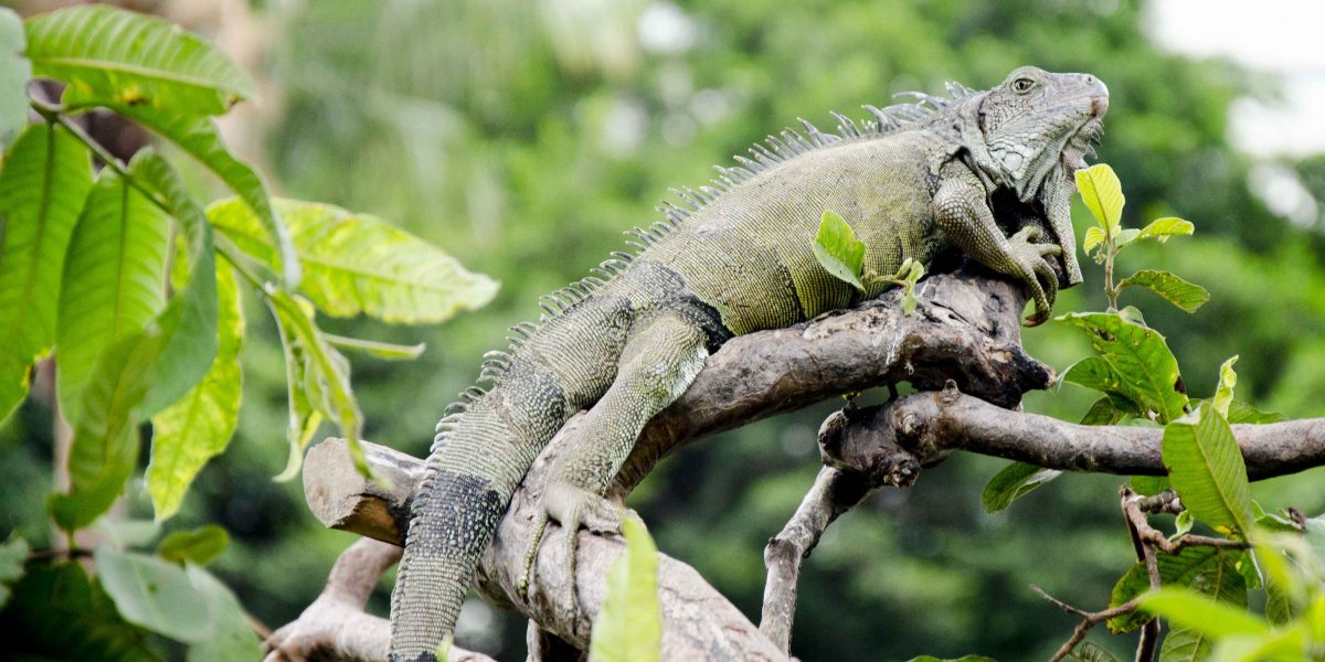 Iguana en Árbol, Parque Seminario, Guayaquil, Ecuador | ©Ángela Drake