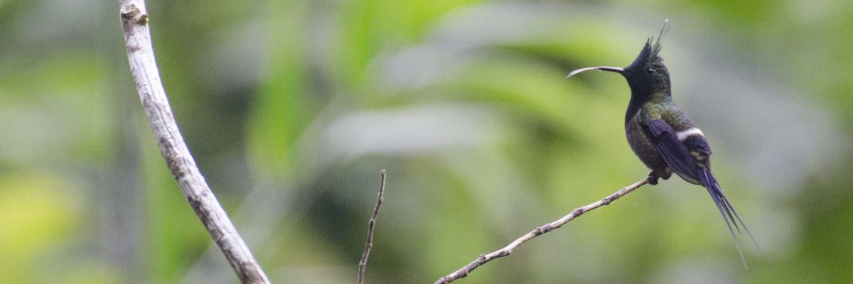 Wire-crested Thorntail