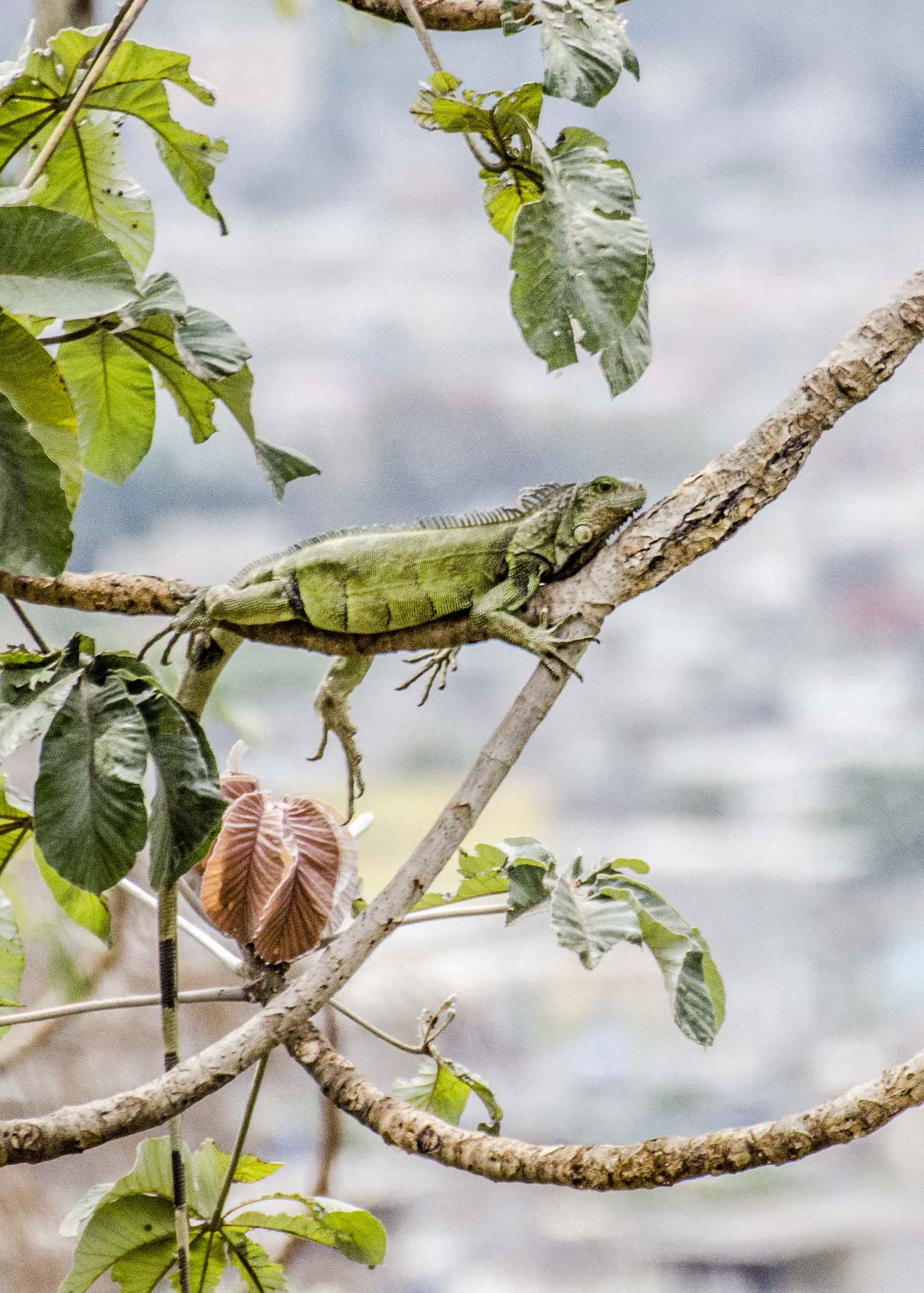 Iguana Verde, Jardín Botánico, Guayaquil, Ecuador | ©Ángela Drake