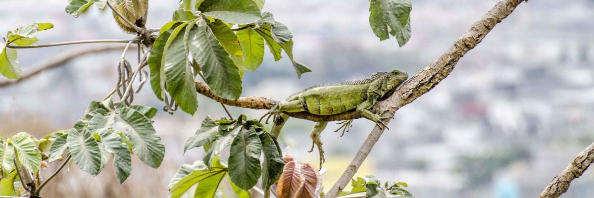 Botanical Garden, Guayaquil