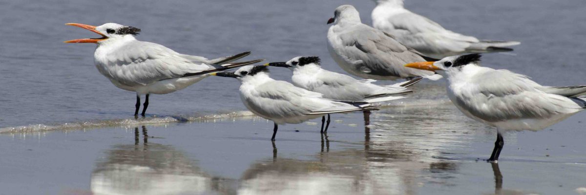 Birdwatching & Beachcombing