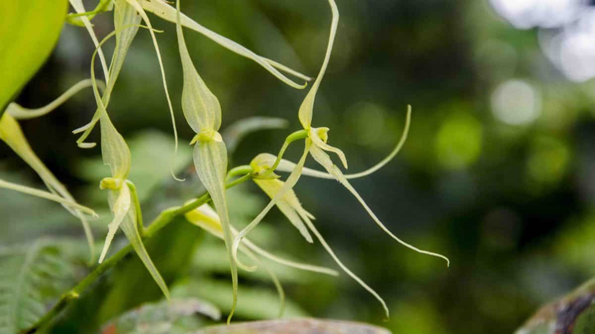The Orchids of Cabañas San Isidro