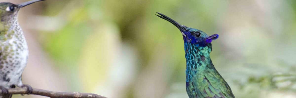 Ecuadorian Hummingbirds