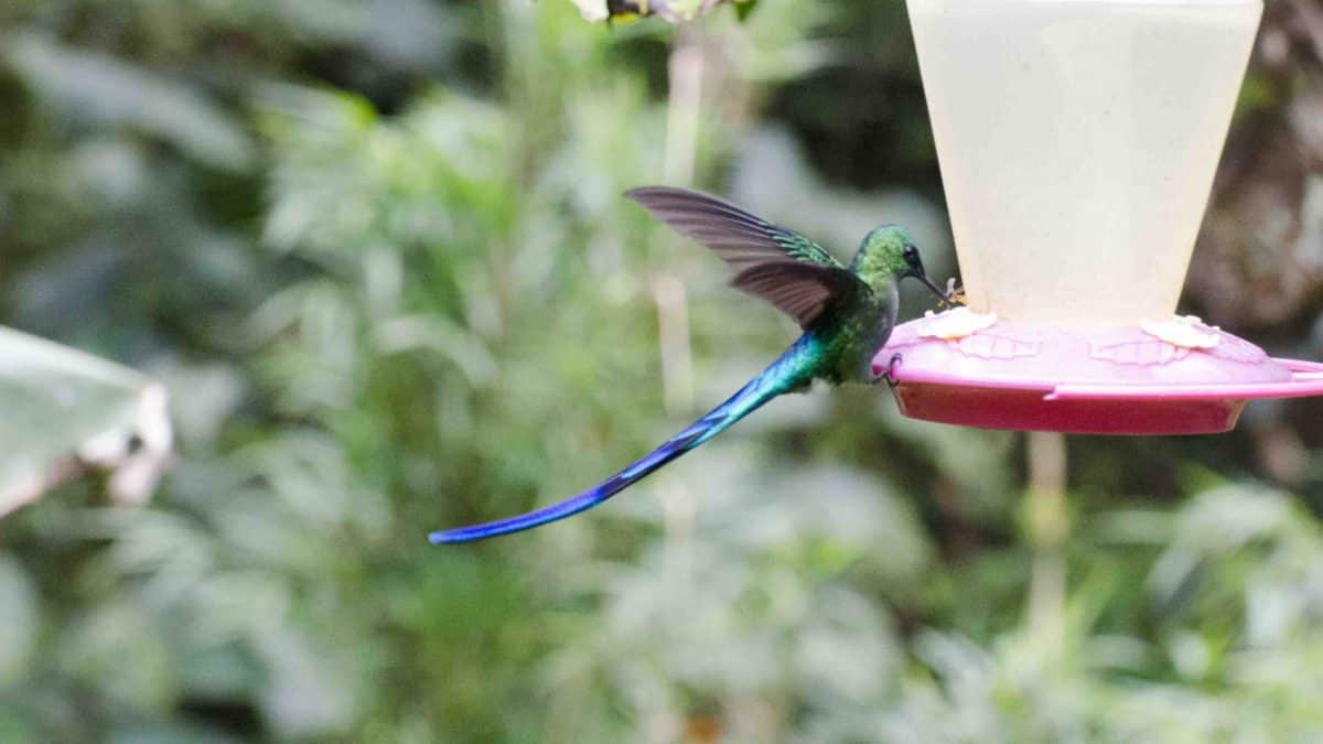 Long-tailed Sylph, Cosanga, Ecuador