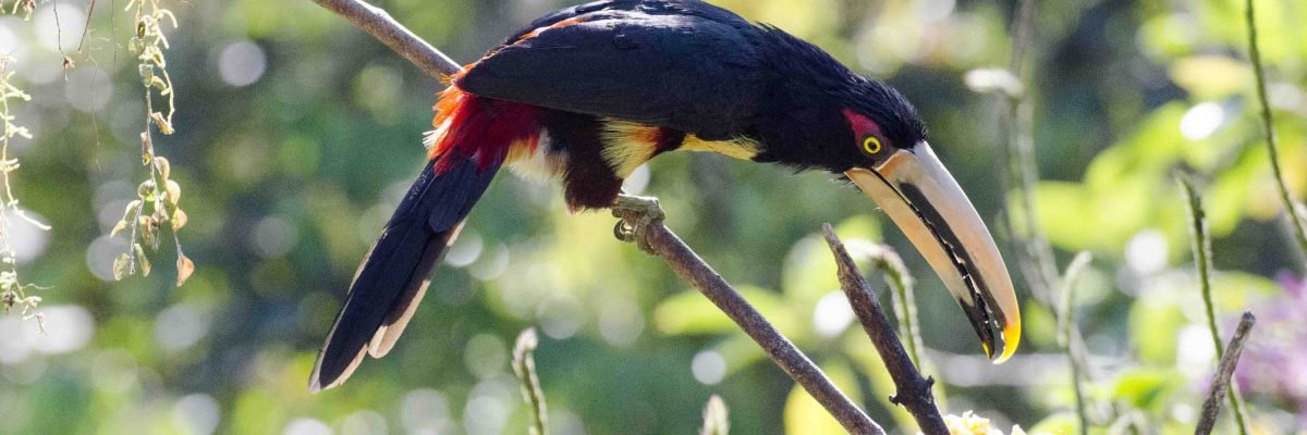Pale-Mandibled Aracari