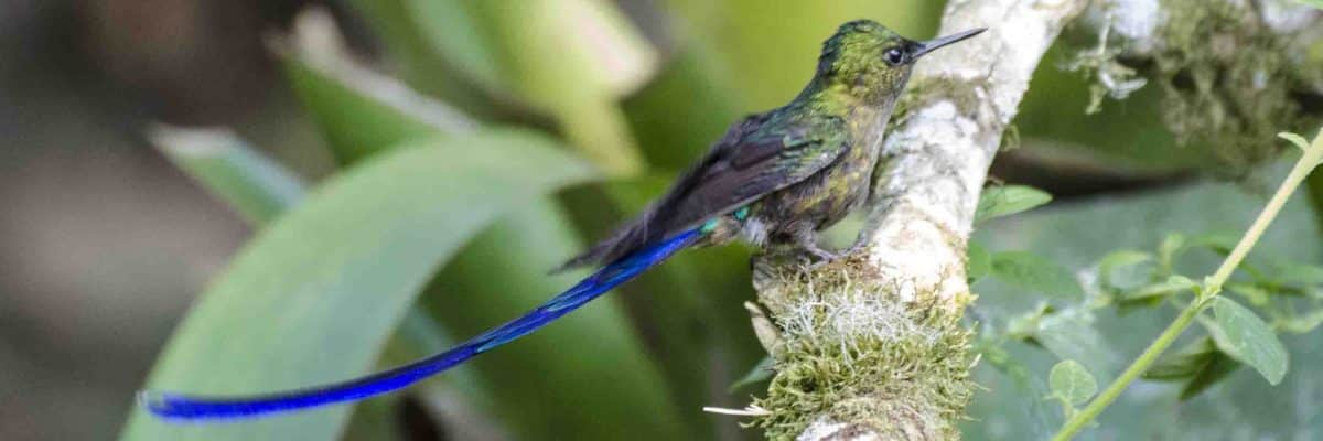 Violet-tailed Sylph