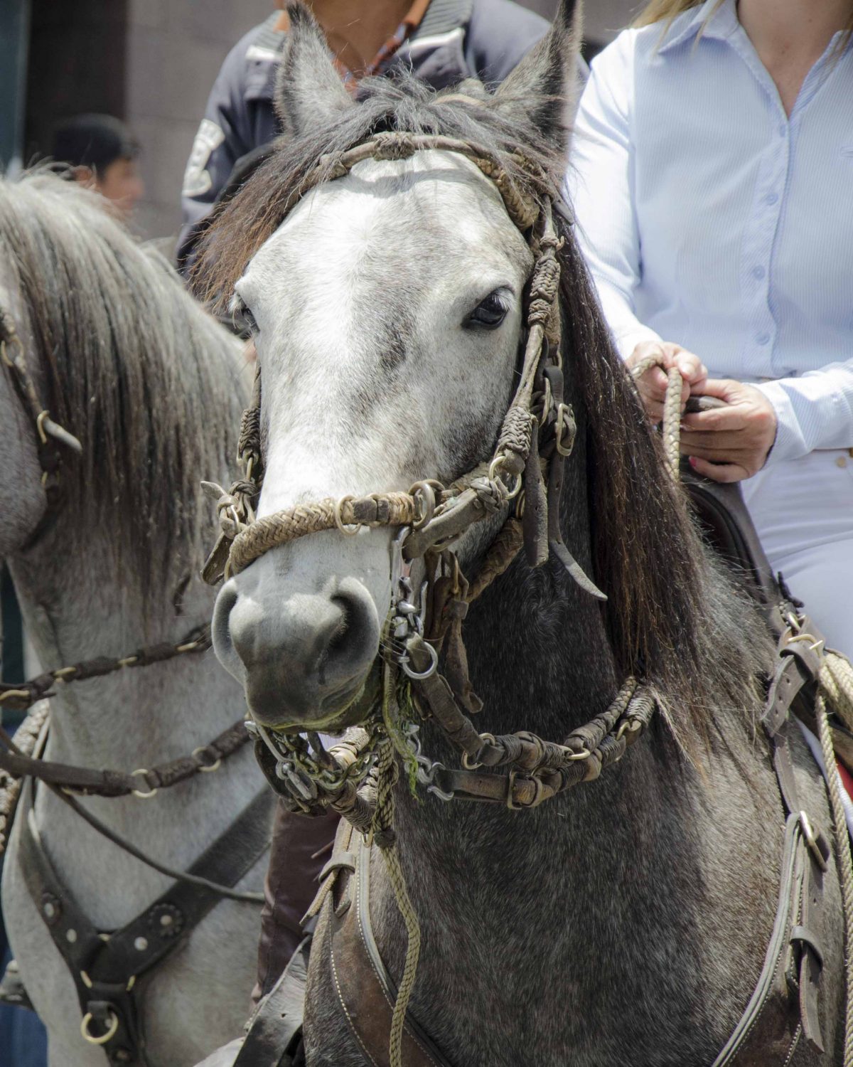 Horse wtih traditional bridle.