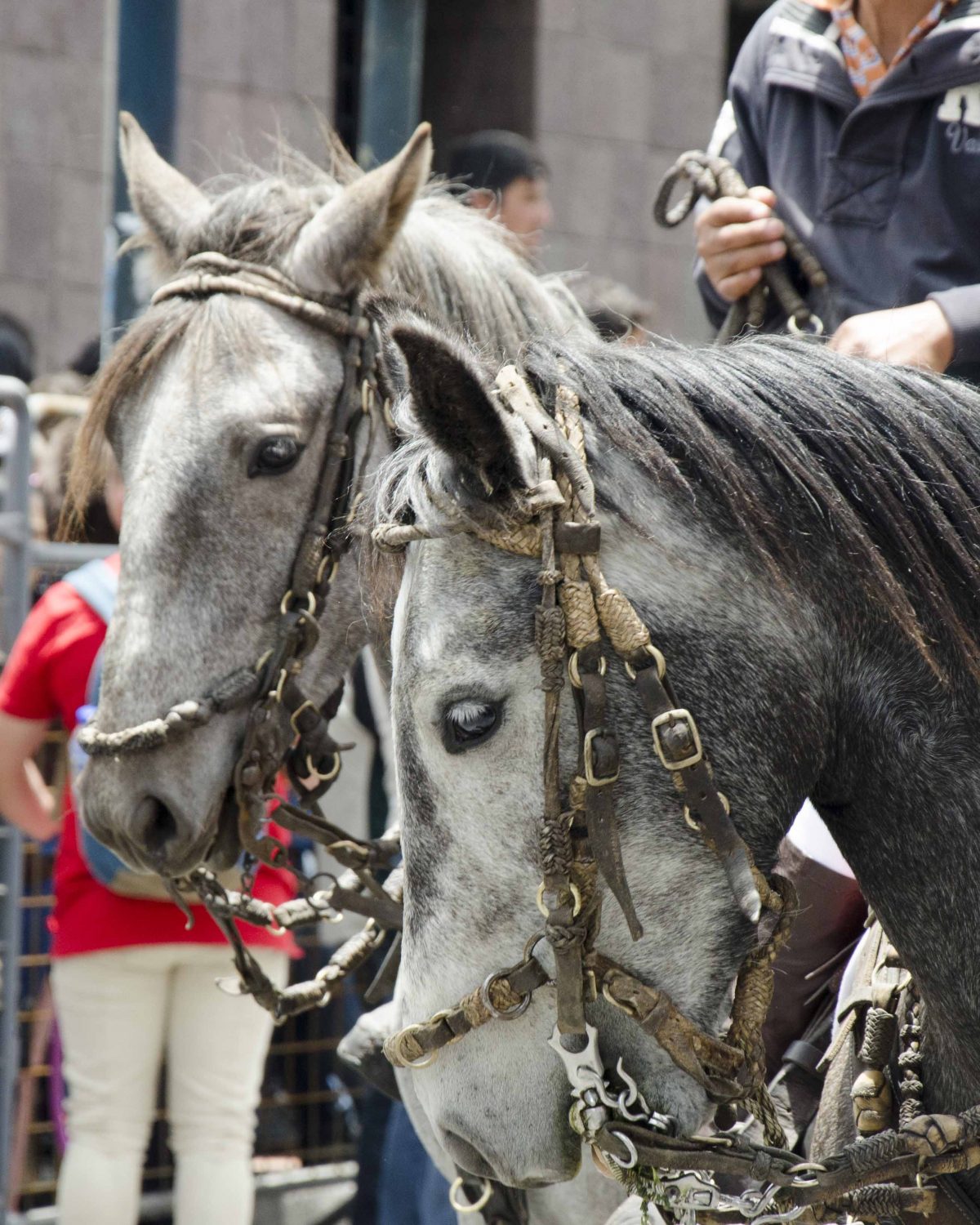 Dappled horses with leather bridles made of rawhide
