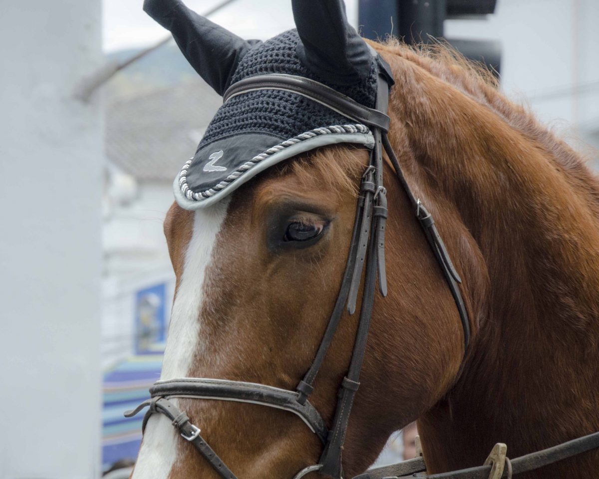 A roan horse with white blaze wears a black cap over its ears