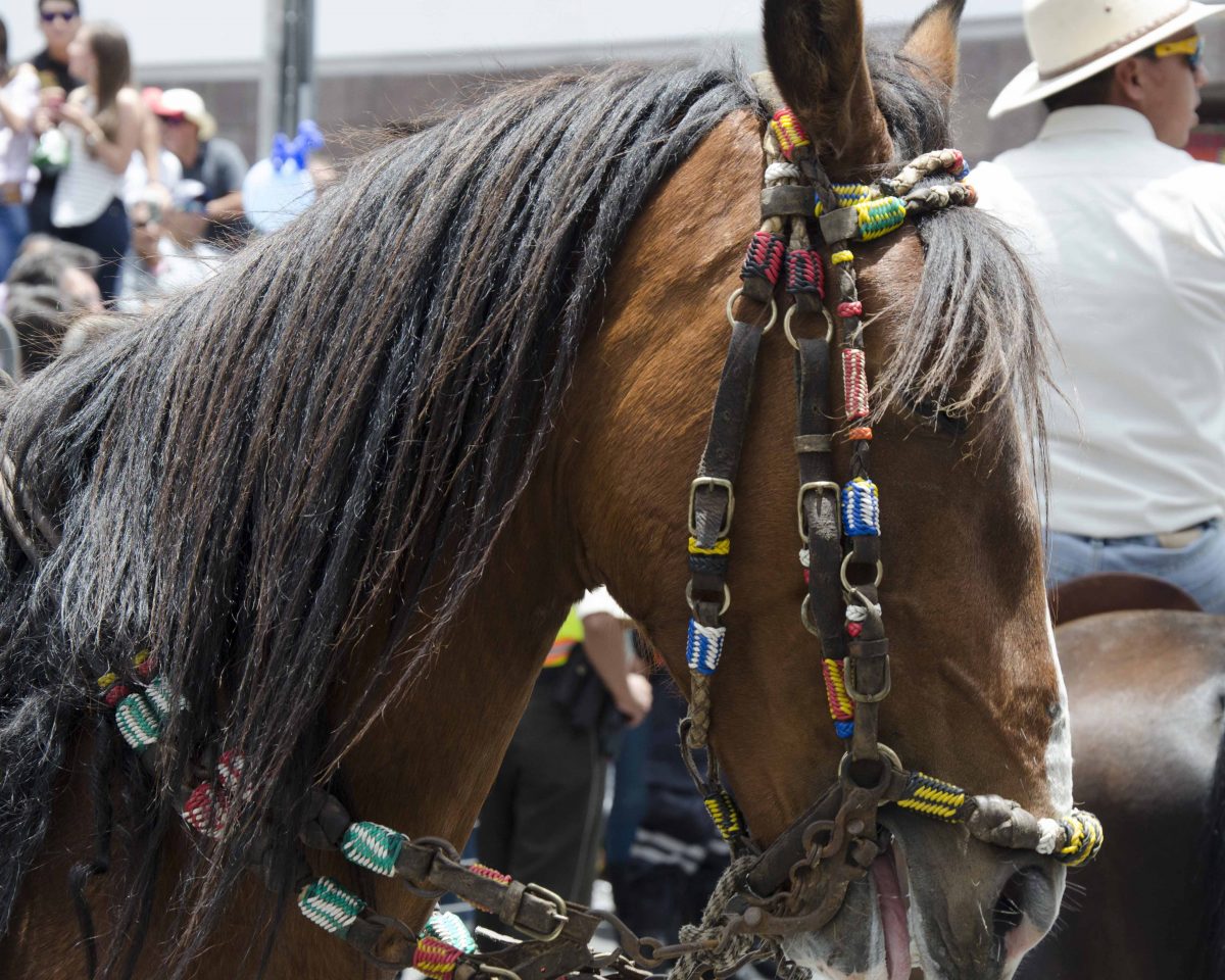 A long-maned reddish horse with beaded bridle and reins.