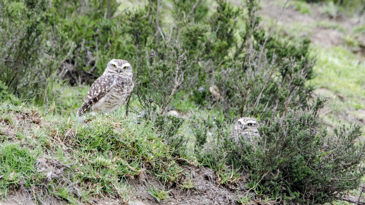 Burrowing Owls – Cochasqui