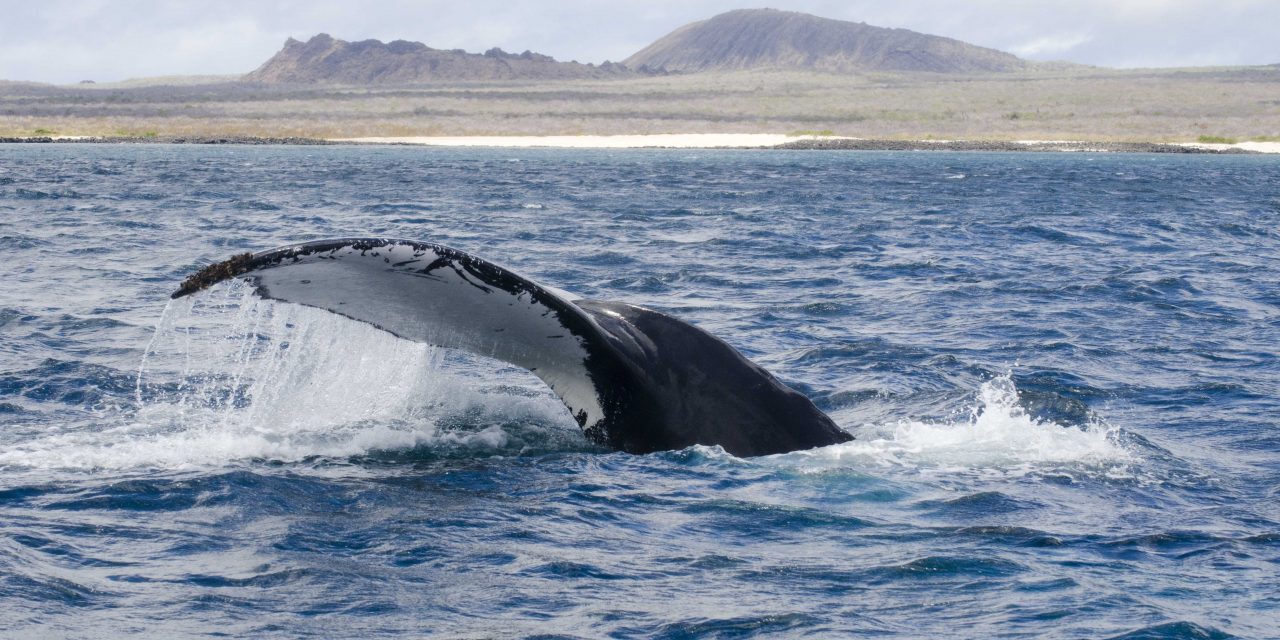 The Dream Galapagos Land Based Tour