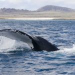 The Dream Galapagos Land Based Tour