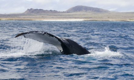 The Dream Galapagos Land Based Tour