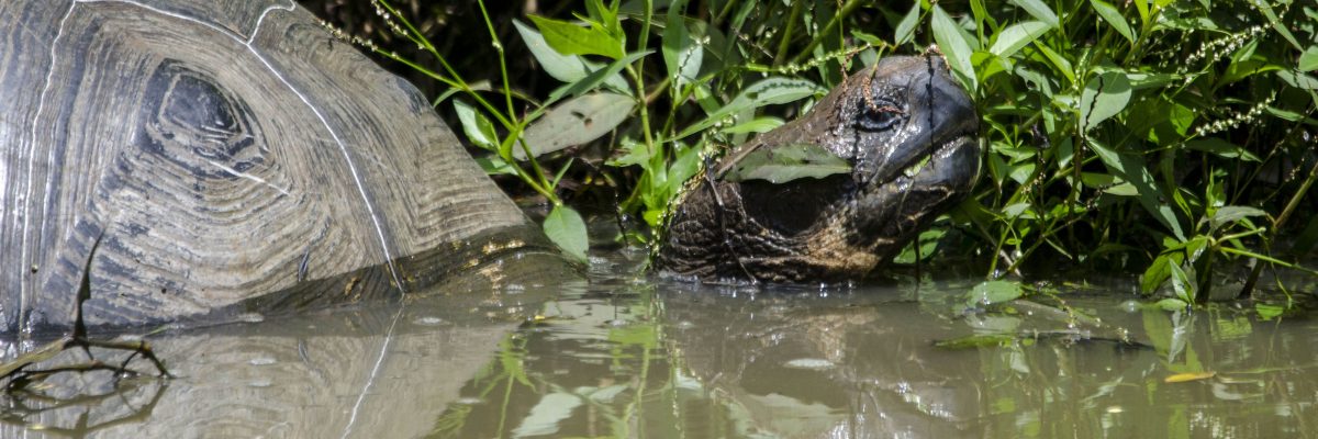 Wild Tortoise Reserve – Isla Santa Cruz