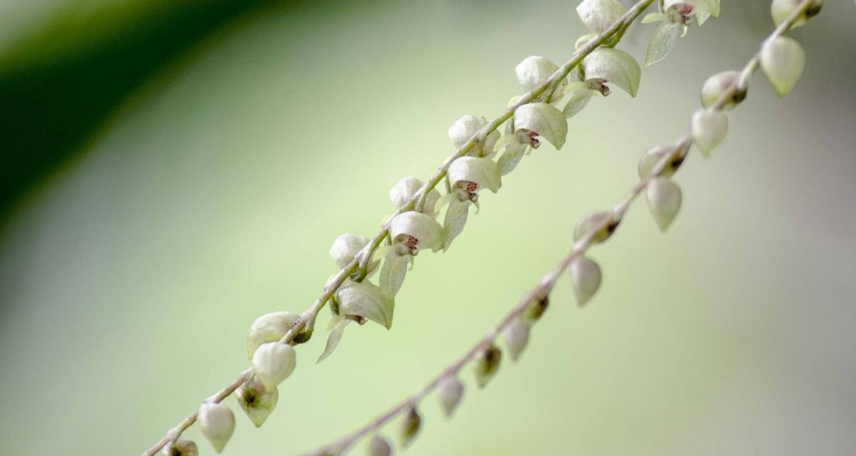 Best Orchids in Napo Province
