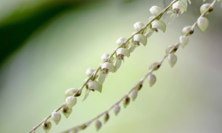 Best Orchids in Napo Province