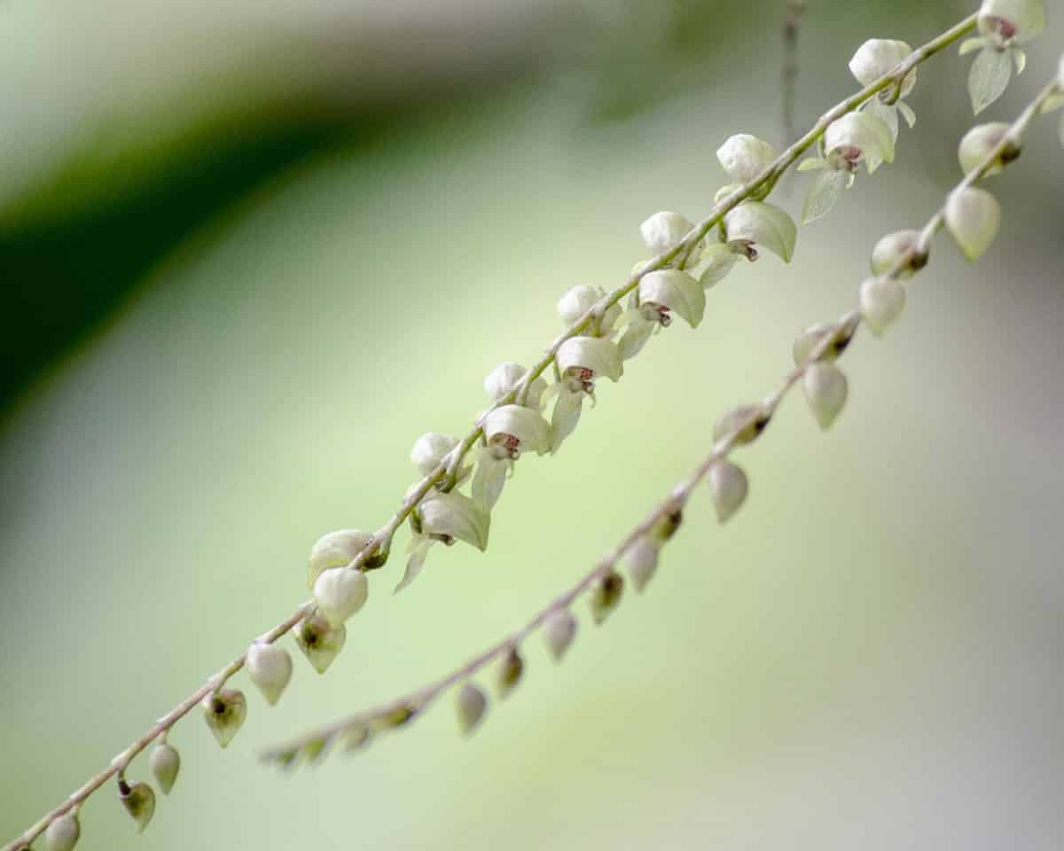 Pleurothallis micro-orchids