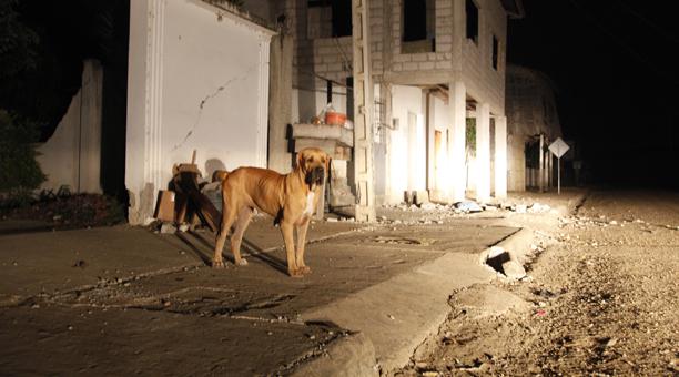Foto: Galo Paguay/ EL COMERCIO. Este contenido ha sido publicado originalmente por Diario EL COMERCIO en la siguiente dirección: http://www.elcomercio.com/tendencias/reubicacion-perros-abandono-terremoto-adopcion.html. Si está pensando en hacer uso del mismo, por favor, cite la fuente y haga un enlace hacia la nota original de donde usted ha tomado este contenido. ElComercio.com