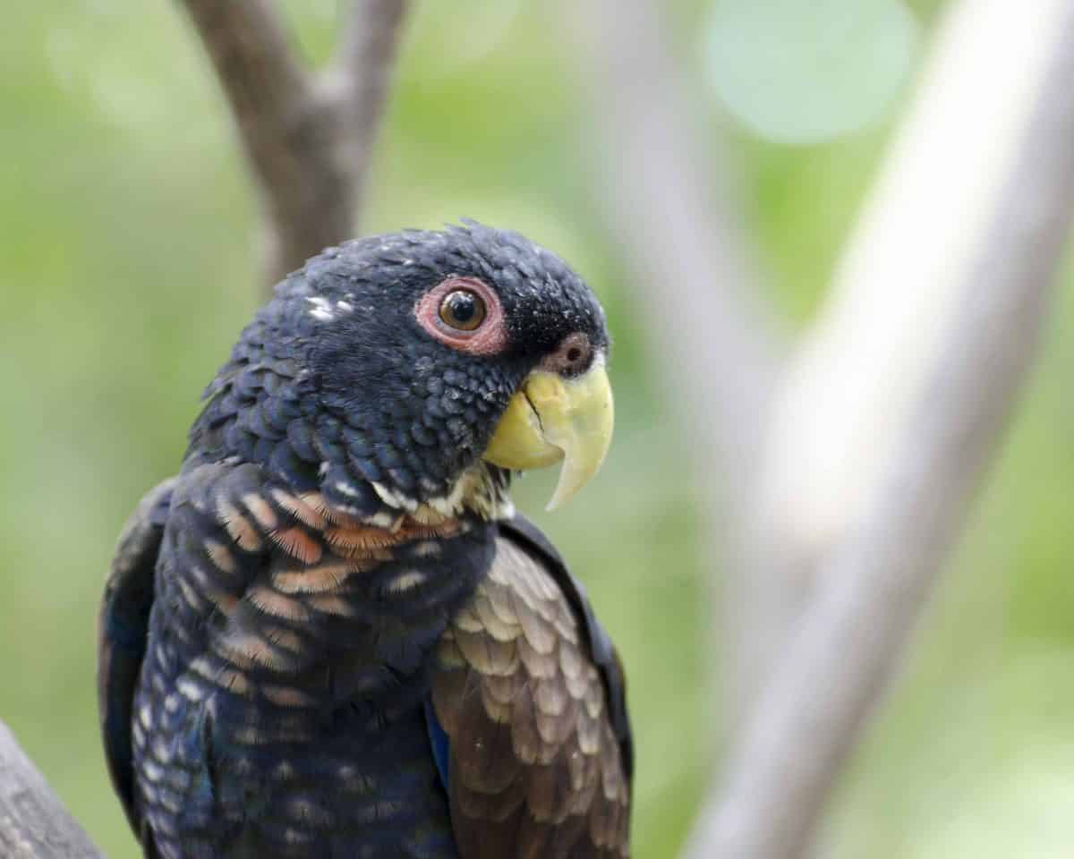 Parrot, Parque Histórico, Guayaquil, Ecuador | ©Ángela Drake