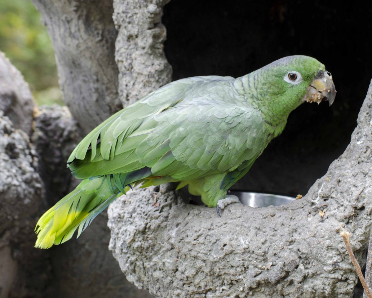 Parrot, Parque Histórico, Guayaquil, Ecuador | ©Ángela Drake