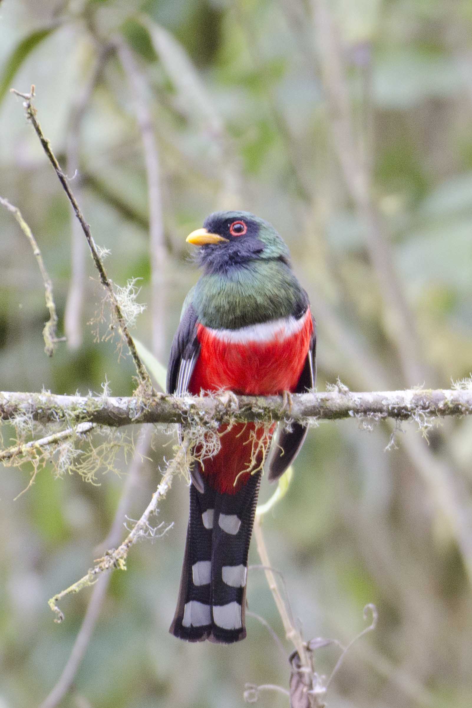 Masked Trogon (male)