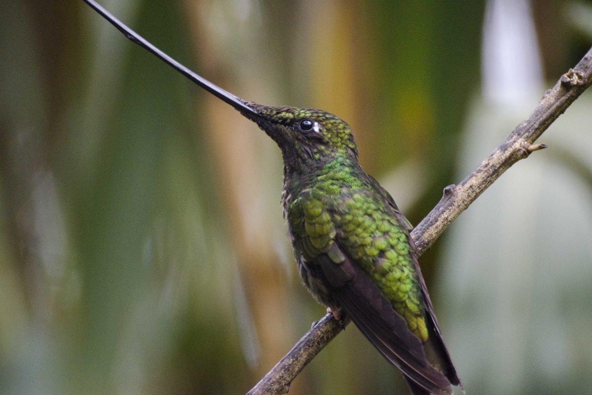 Dónde ver colibríes en Ecuador