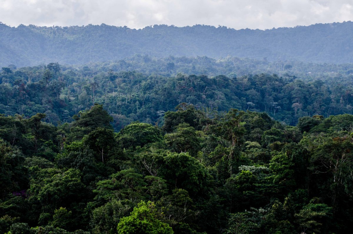East Slope as seen from Wildsumaco, Sumaco-Pacto, Ecuador | ©Angela Drake /NotYour AverageAmerican