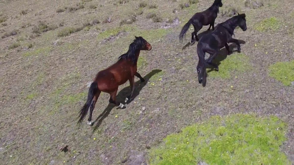 Wild Horses, Cotopaxi National Park