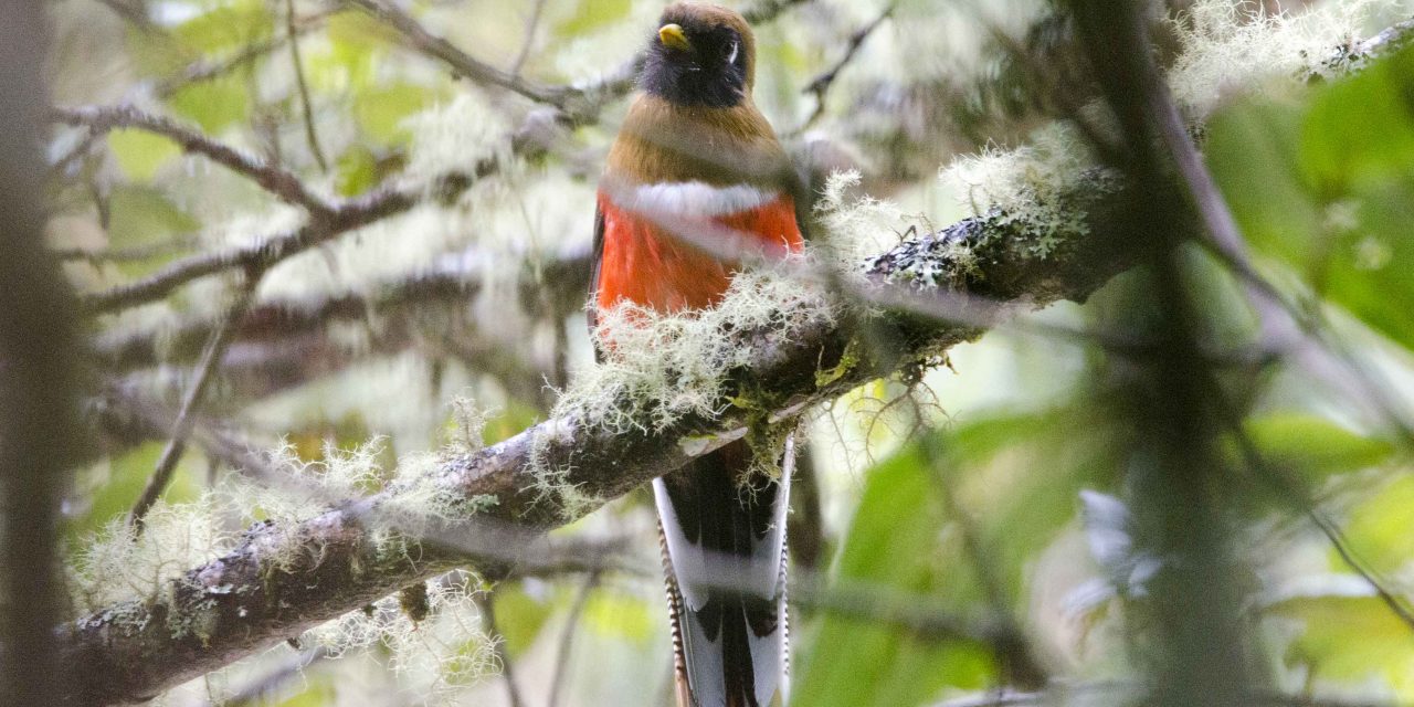 A Day Trip to Guango Lodge