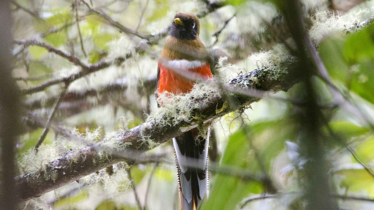 Masked Trogon perched near the river at Guango Lodge | ©Angela Drake
