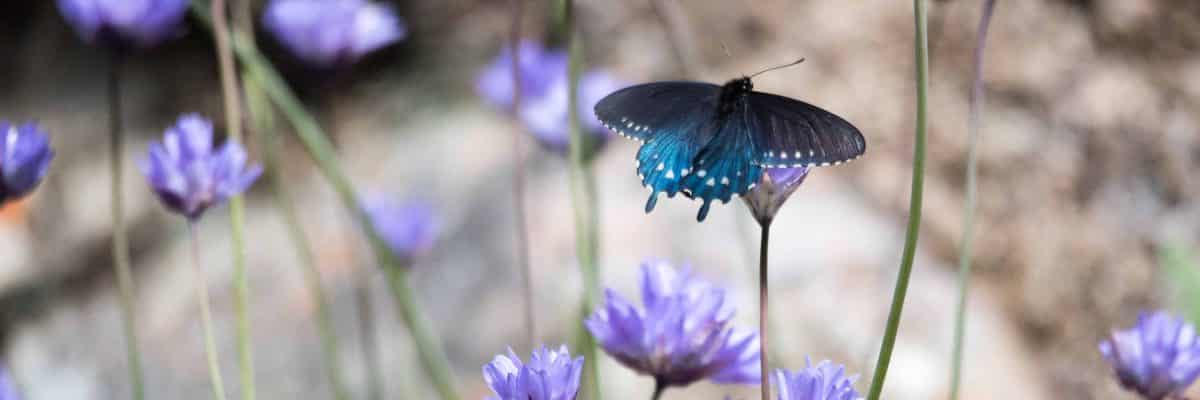 Butterflies and Blooms at Buttermilk Bend