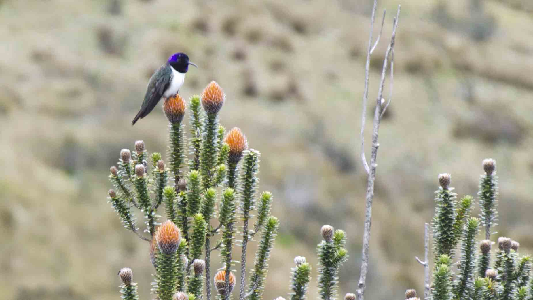 Un colibrí con pecho blanco y cabeza violeta asienta en cima de un arbusto con flores puntiagudas de color naranja