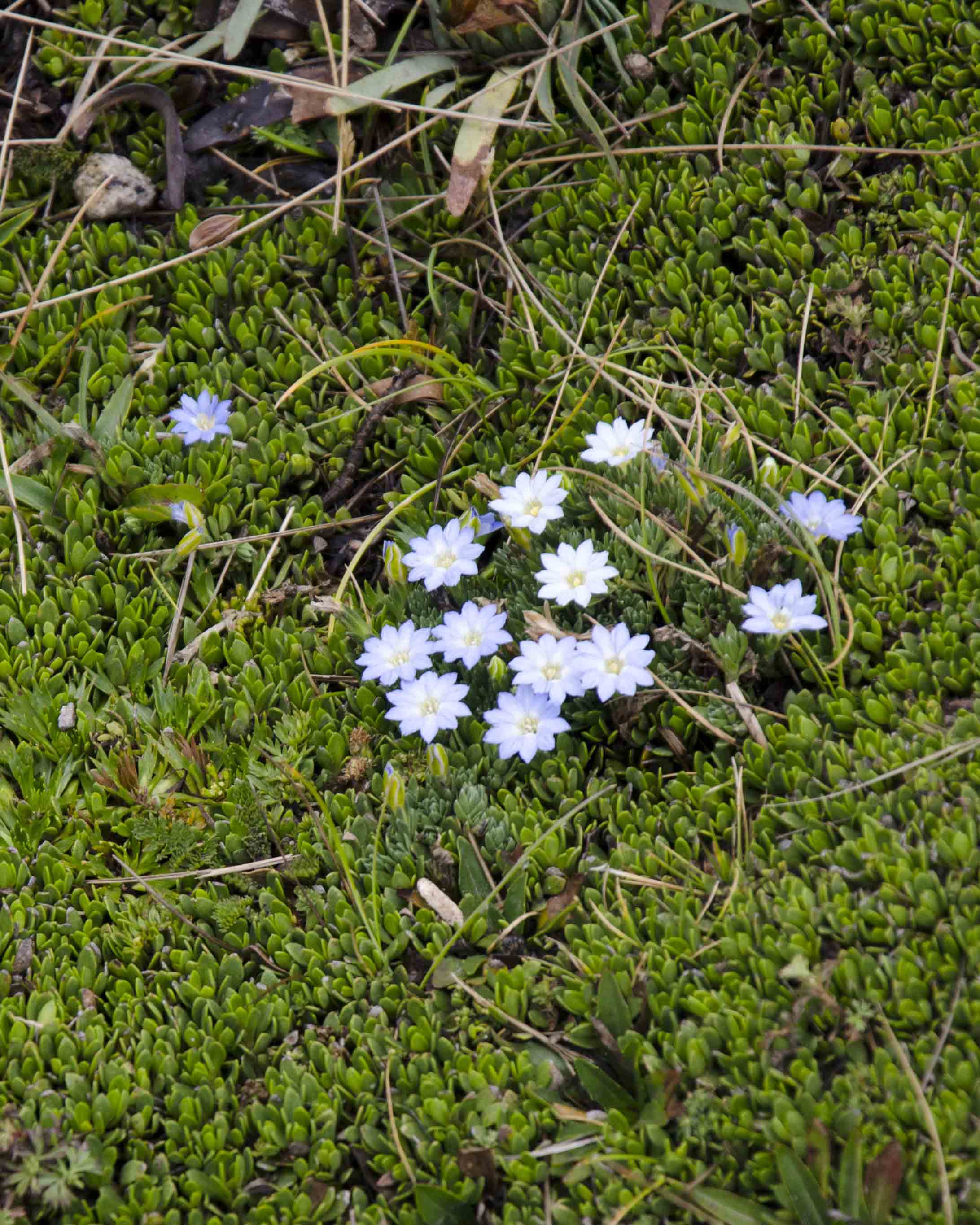 Flores Pequeñas, Senderismo Pichincha, Quito, Ecuador