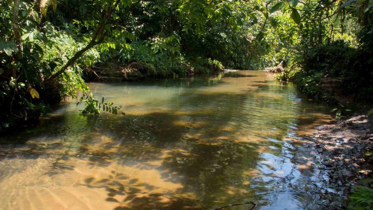 Selva amazónica, Napo, Ecuador | ©Angela Drake Selva amazónica, Napo, Ecuador | ©Angela Drake