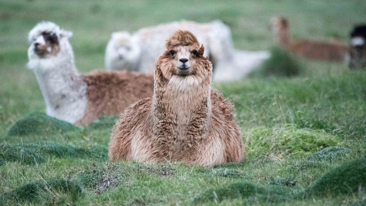 Alpaca, llama o llamingo, Chimborazo Lodge, Provincia Chimborazo, Ecuador