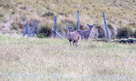 The Chakana Reserve: Condors & More